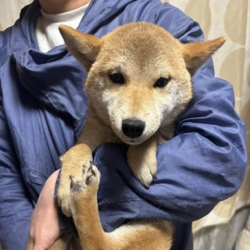 柴犬(標準サイズ)【香川県・女の子・2024年8月4日・赤色】の写真「小ぶりの女の子」