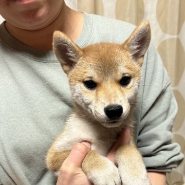 柴犬(標準サイズ)【香川県・女の子・2024年8月20日・赤色】の写真「綺麗な女の子」