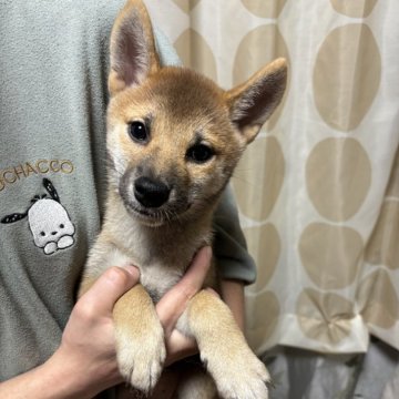 柴犬(標準サイズ)【香川県・女の子・2024年8月29日・赤色】の写真「可愛い女の子」