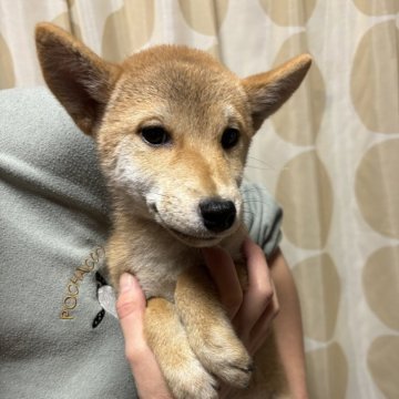 柴犬(標準サイズ)【香川県・女の子・2024年8月4日・赤色】の写真「小ぶりの女の子」