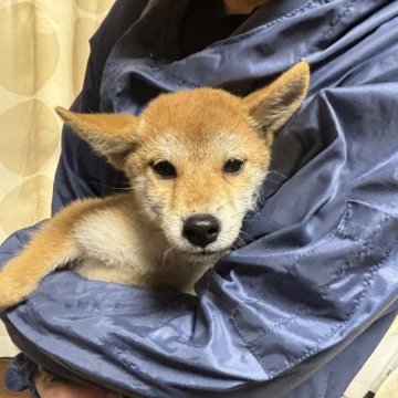 柴犬(豆柴)【香川県・男の子・2024年8月7日・赤色】の写真「小さい柴犬」