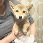 柴犬(標準サイズ)