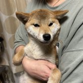 柴犬(標準サイズ)