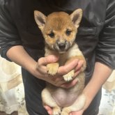 柴犬(豆柴)