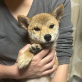 柴犬(標準サイズ)