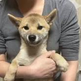 柴犬(標準サイズ)【香川県・女の子・2024年8月29日・赤色】の写真1