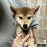 柴犬(標準サイズ)【香川県・男の子・2024年8月29日・赤色】の写真1