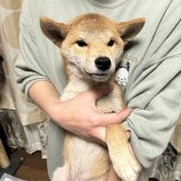 柴犬(標準サイズ)