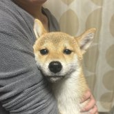 柴犬(標準サイズ)