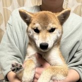 柴犬(標準サイズ)