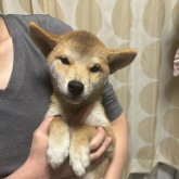 柴犬(標準サイズ)