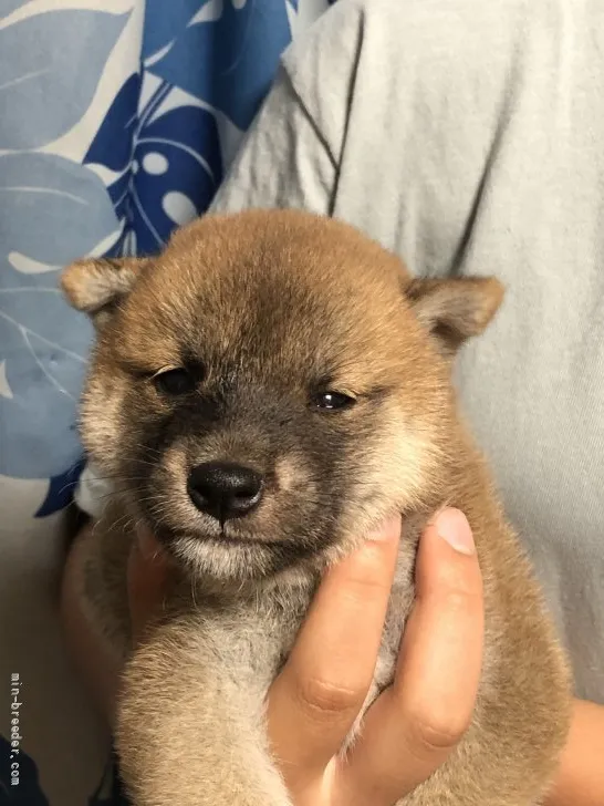 柴犬(標準サイズ)【香川県・男の子・2021年6月14日・赤色】の写真1