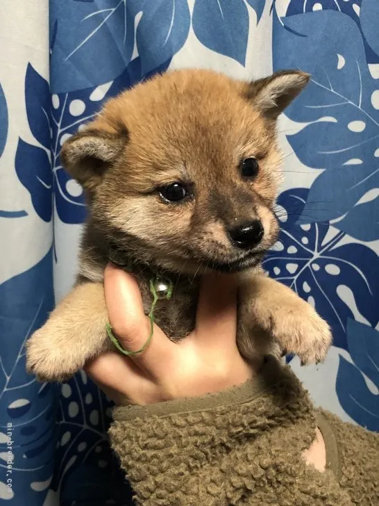 柴犬(標準サイズ)【香川県・男の子・2022年2月9日・赤色】の写真1