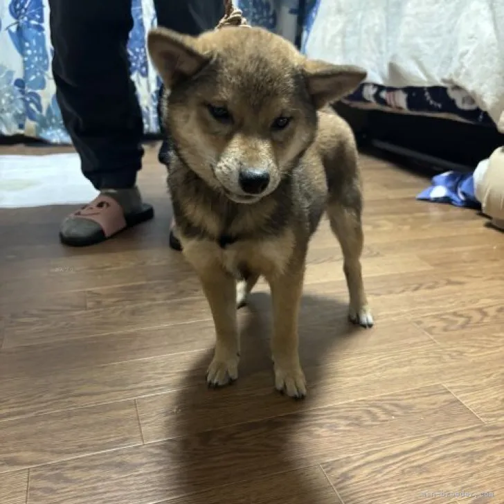 柴犬(標準サイズ)【香川県・女の子・2023年8月5日・赤】の写真1