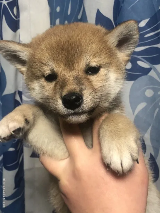 柴犬(標準サイズ)【香川県・女の子・2022年1月15日・赤色】の写真1