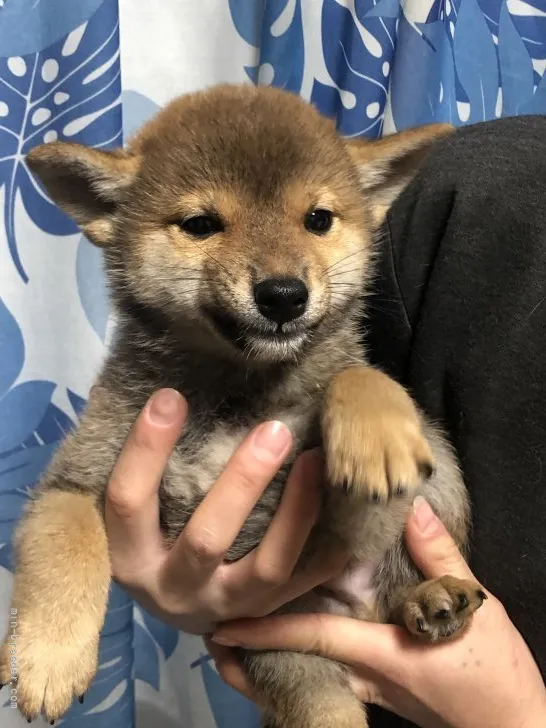 柴犬(標準サイズ)【香川県・男の子・2022年1月15日・赤色】の写真1