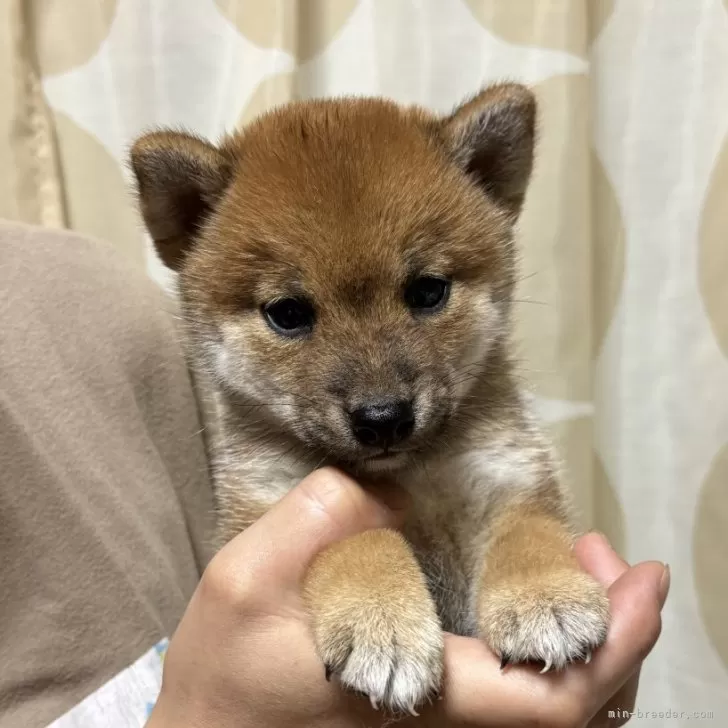 柴犬(標準サイズ)【香川県・男の子・2024年7月28日・赤色】の写真1