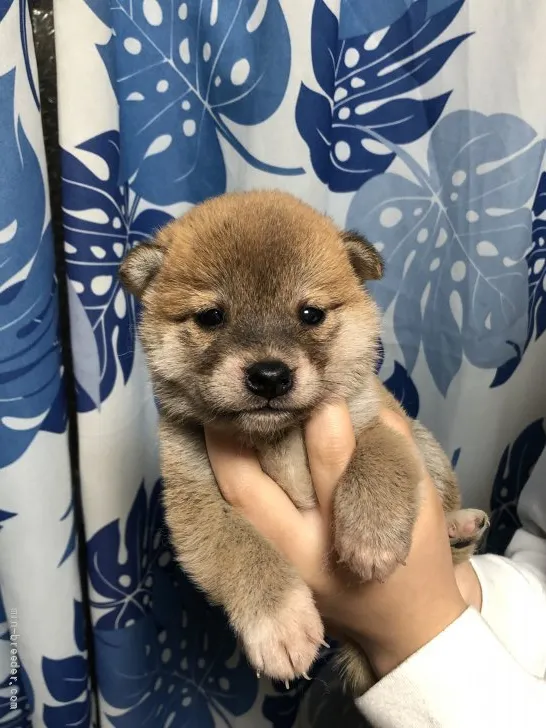 柴犬(標準サイズ)【香川県・男の子・2022年3月31日・赤色】の写真1