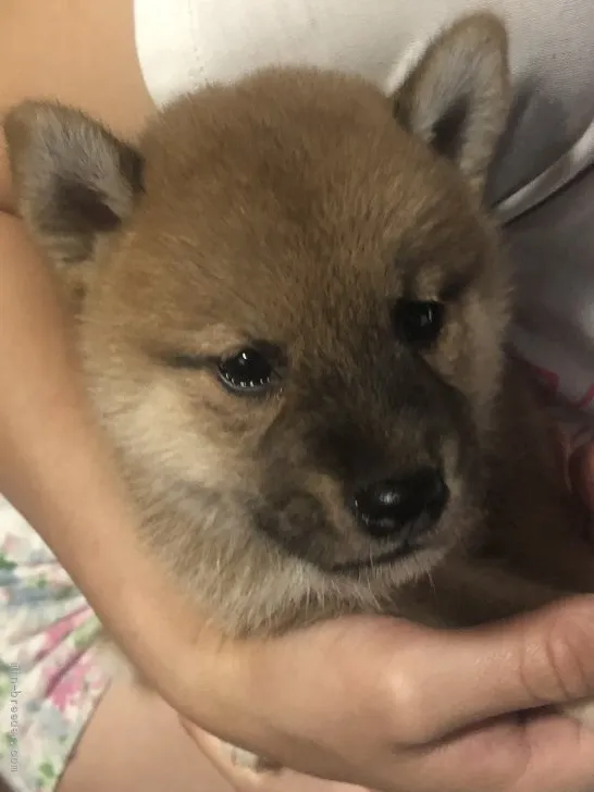 柴犬(標準サイズ)【香川県・男の子・2021年7月31日・赤色】の写真1