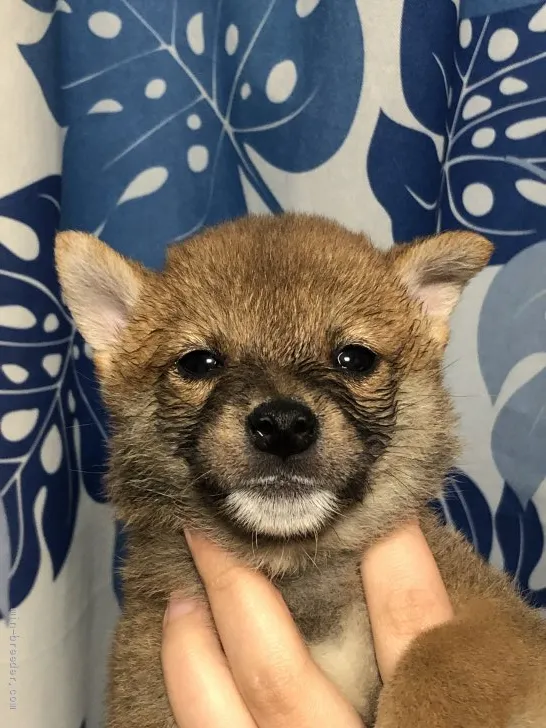 柴犬(標準サイズ)【香川県・男の子・2022年3月21日・赤色】の写真1