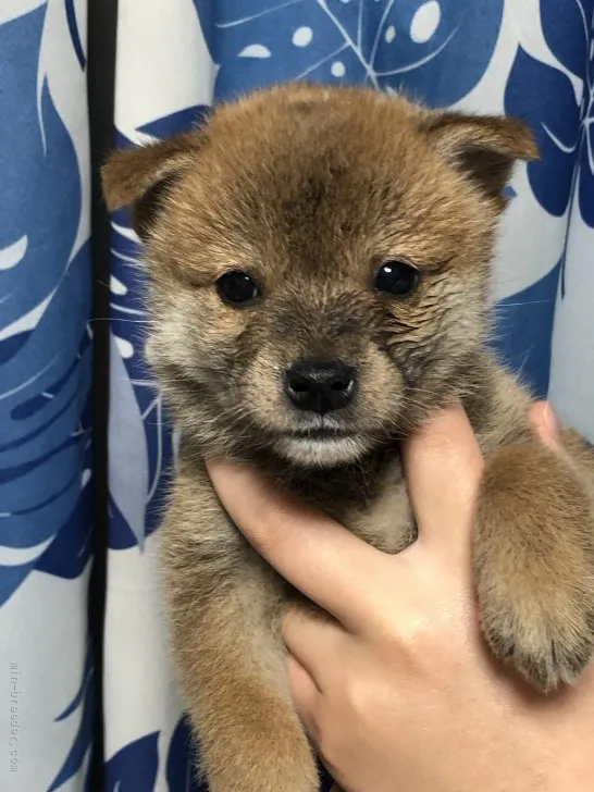 柴犬(標準サイズ)【香川県・男の子・2022年3月21日・赤色】の写真1