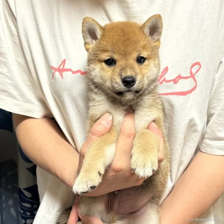 柴犬(標準サイズ)【香川県・男の子・2024年4月26日・赤色】の写真1