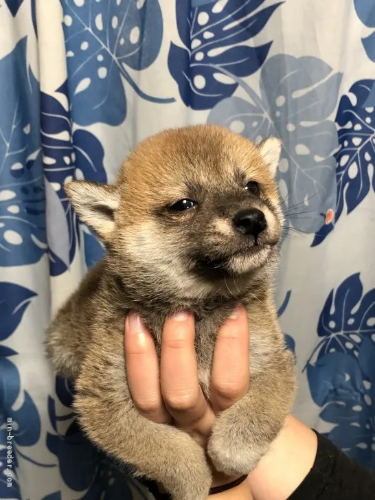 柴犬(標準サイズ)【香川県・女の子・2022年1月3日・赤色】の写真1