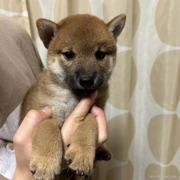 柴犬(標準サイズ)【香川県・男の子・2024年7月28日・赤色】の写真1