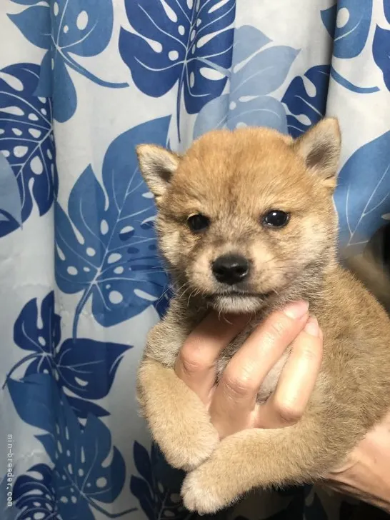 柴犬(標準サイズ)【香川県・男の子・2021年10月13日・赤色】の写真1