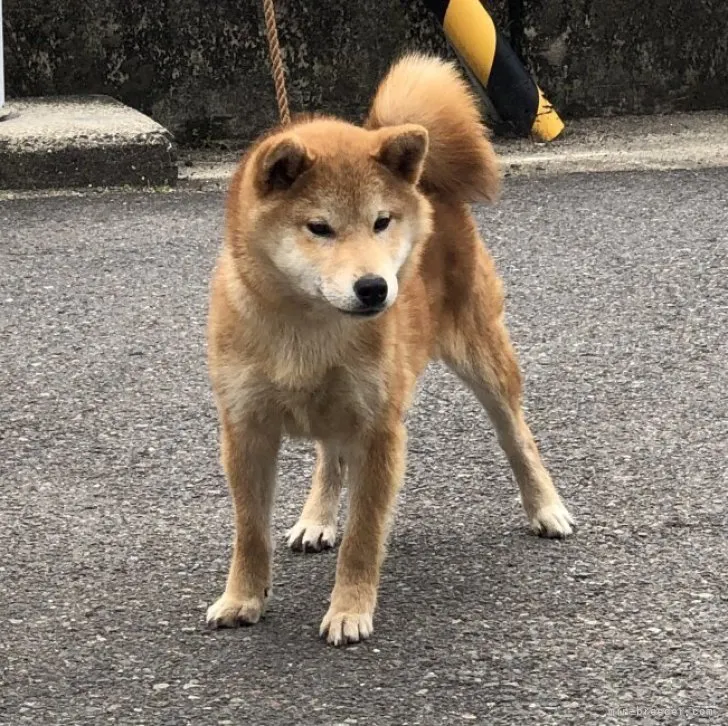 柴犬(標準サイズ)【香川県・男の子・2022年11月25日・赤色】の写真1