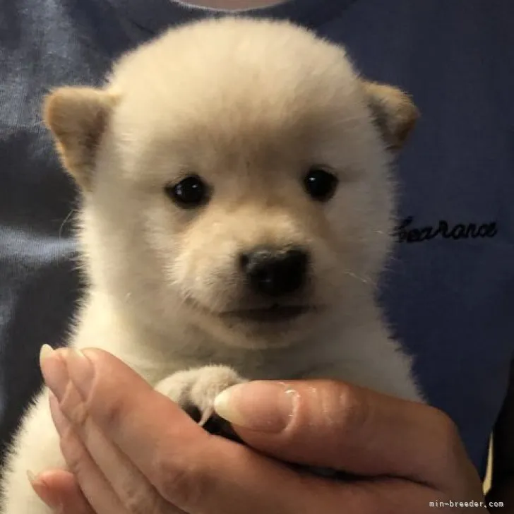 柴犬(標準サイズ)【香川県・男の子・2023年7月13日・白】の写真1