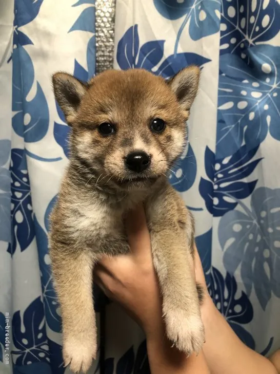 柴犬(標準サイズ)【香川県・男の子・2021年10月13日・赤色】の写真1