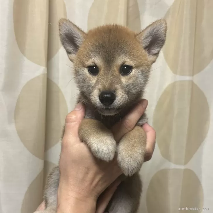 柴犬(標準サイズ)【香川県・女の子・2024年8月21日・赤色】の写真1