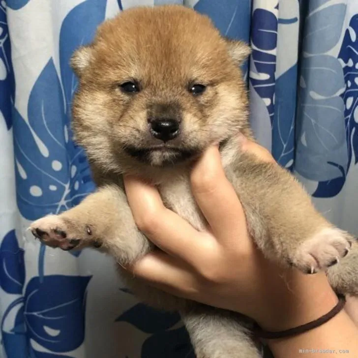 柴犬(標準サイズ)【香川県・男の子・2022年5月17日・赤柴】の写真1