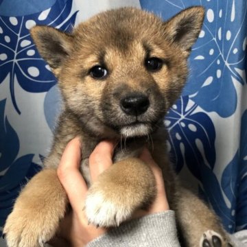 柴犬(標準サイズ)【香川県・男の子・2022年11月27日・赤色】の写真「少し大きくなったのでお安く致しました。」