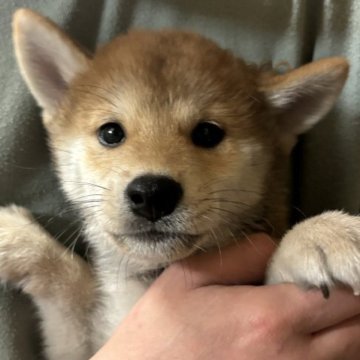 柴犬(豆柴)【香川県・男の子・2023年8月14日・赤色】の写真「かなりのイケメンです💖」