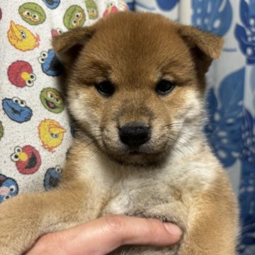 柴犬(豆柴)【香川県・男の子・2023年10月6日・赤色】の写真「可愛いくてイケメンです！」