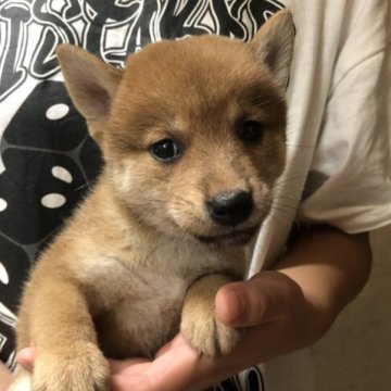 柴犬(豆柴)【香川県・女の子・2023年8月14日・赤色】の写真「我が家で一番小さい両親の子供達です💖」