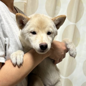 柴犬(豆柴)【香川県・男の子・2024年3月20日・白色】の写真「めちゃくちゃ小さいイケメンくん。」