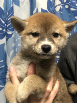 柴犬(標準サイズ)【香川県・女の子・2021年9月28日・赤色】の写真「人懐っこい美人柴ちゃん♪」