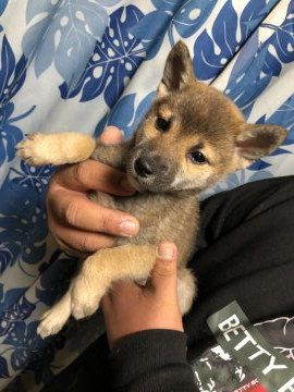 柴犬(標準サイズ)【香川県・男の子・2021年9月17日・赤色】の写真「♪小ぶりのイケメンボーイ♪」