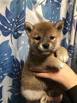 柴犬(標準サイズ)【香川県・女の子・2021年12月19日・赤色】の写真「可愛い柴ベイビー♪」