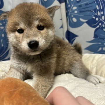 柴犬(豆柴)【香川県・女の子・2023年12月16日・赤色】の写真「明るいタイプの赤柴ちゃん。」