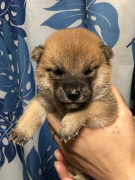 柴犬(標準サイズ)【香川県・男の子・2021年6月14日・赤色】の写真「父犬遺伝子検査クリア」