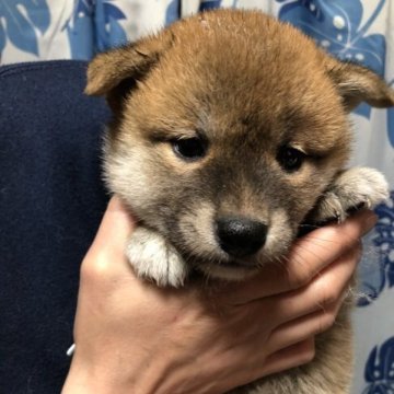 柴犬(標準サイズ)【香川県・女の子・2023年3月7日・赤色】の写真「お顔の綺麗な美人さん♪」