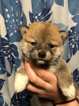 柴犬(標準サイズ)【香川県・男の子・2022年1月3日・赤色】の写真「小さいタイプになります。」