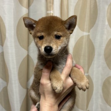 柴犬(豆柴)【香川県・男の子・2024年9月10日・赤色】の写真「小ぶりのイケメンくん」