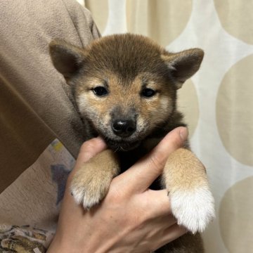 柴犬(標準サイズ)【香川県・女の子・2024年7月11日・赤色】の写真「お顔の綺麗な美人さん。」