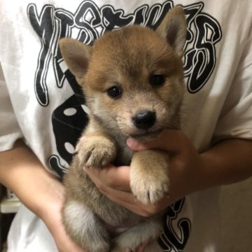 柴犬(豆柴)【香川県・女の子・2023年8月14日・赤色】の写真「我が家で一番小さい両親の子供達です💖」