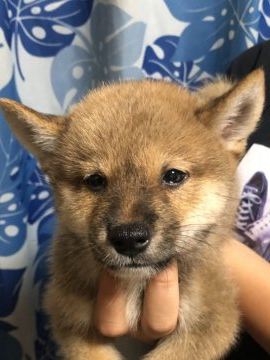 柴犬(標準サイズ)【香川県・男の子・2021年6月16日・赤色】の写真「１６日までのお盆特別価格♪」